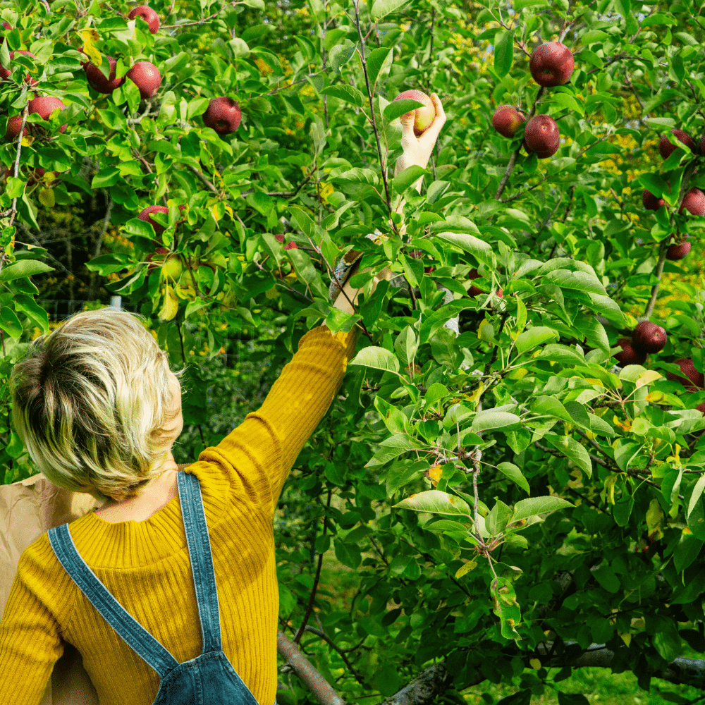 Le jardin et verger pédagogiques de Petit-Réderching